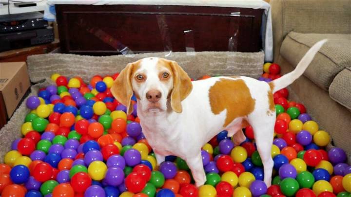 Handmade Ball Pit for Maymo