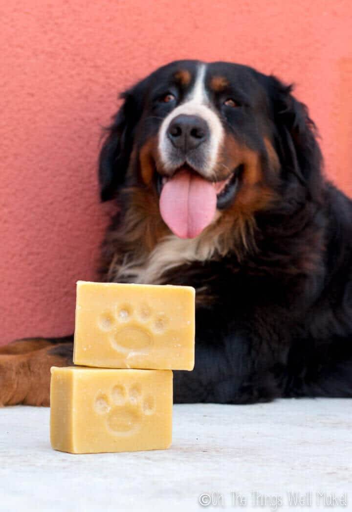 How to Make a Dog Shampoo Soap