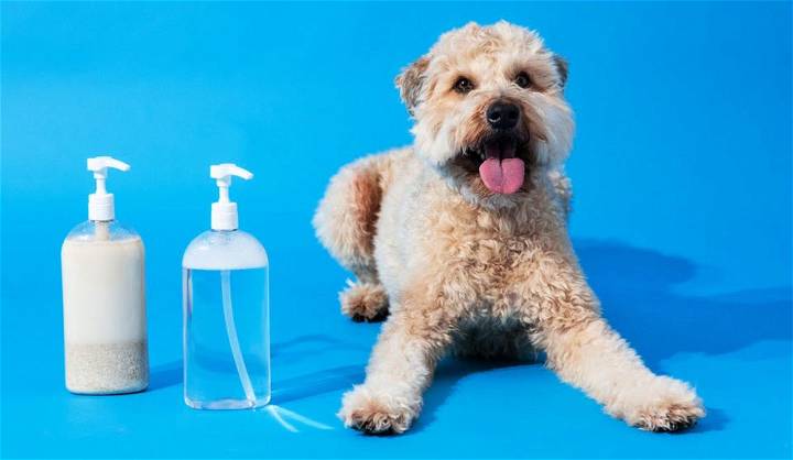 Best Natural Dog Shampoo Recipe